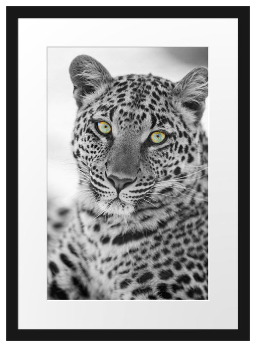 wunderschöner Leopard Passepartout 55x40