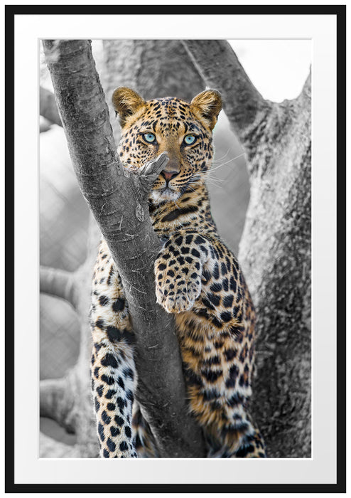 Pixxprint majestätischer Leopard auf Baum, im Galerie-Passepartout Bilderrahmen
