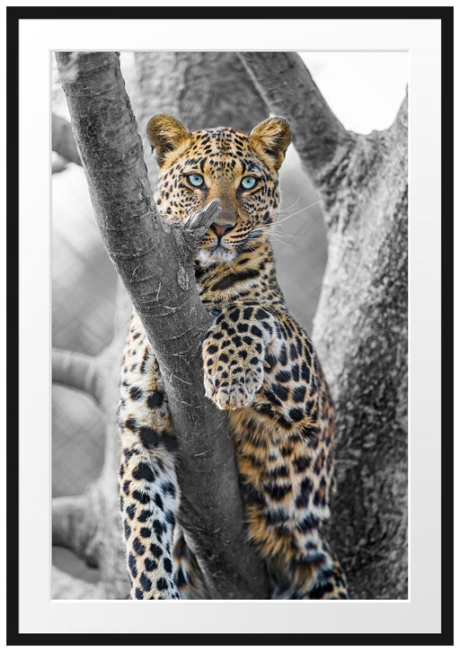 majestätischer Leopard auf Baum Passepartout 100x70