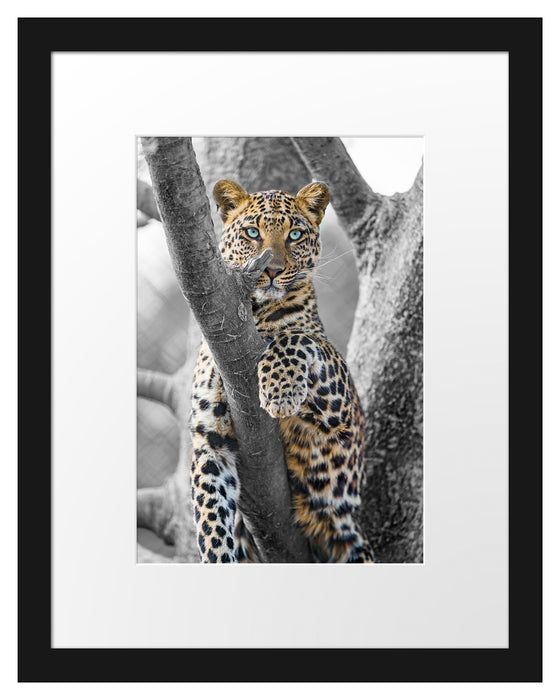 majestätischer Leopard auf Baum Passepartout 38x30
