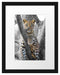 majestätischer Leopard auf Baum Passepartout 38x30