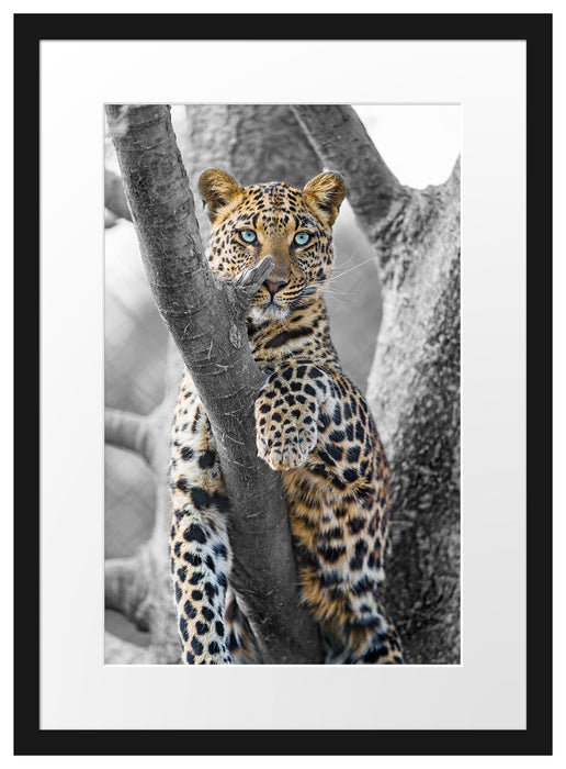 majestätischer Leopard auf Baum Passepartout 55x40