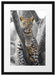 majestätischer Leopard auf Baum Passepartout 55x40