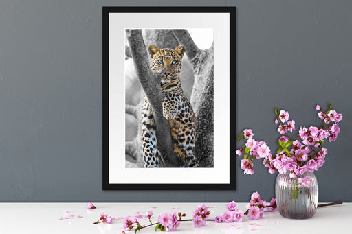 majestätischer Leopard auf Baum Passepartout Wohnzimmer