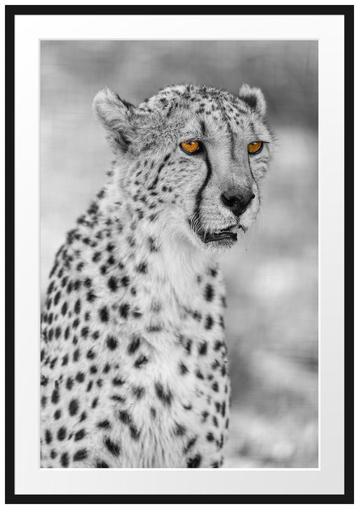 ausgewachsener Gepard Passepartout 100x70
