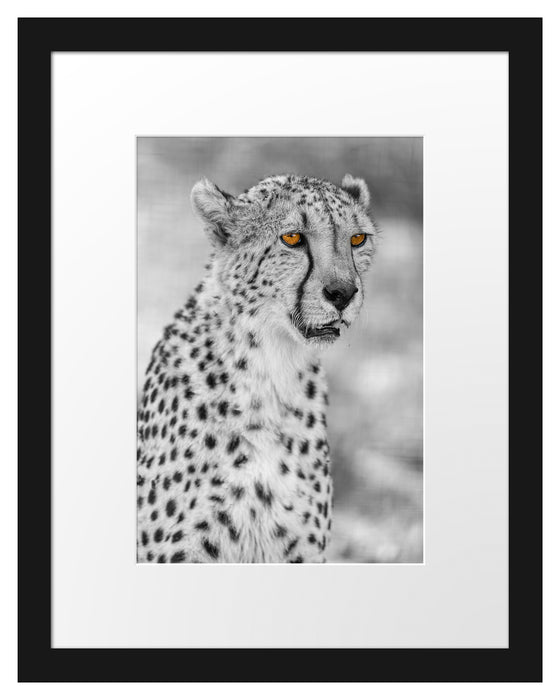 ausgewachsener Gepard Passepartout 38x30