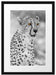 ausgewachsener Gepard Passepartout 55x40