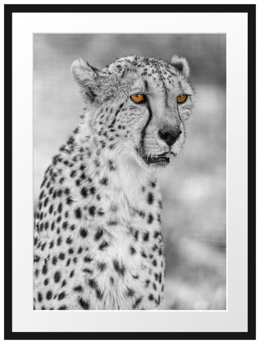 ausgewachsener Gepard Passepartout 80x60