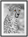 ausgewachsener Gepard Passepartout 80x60