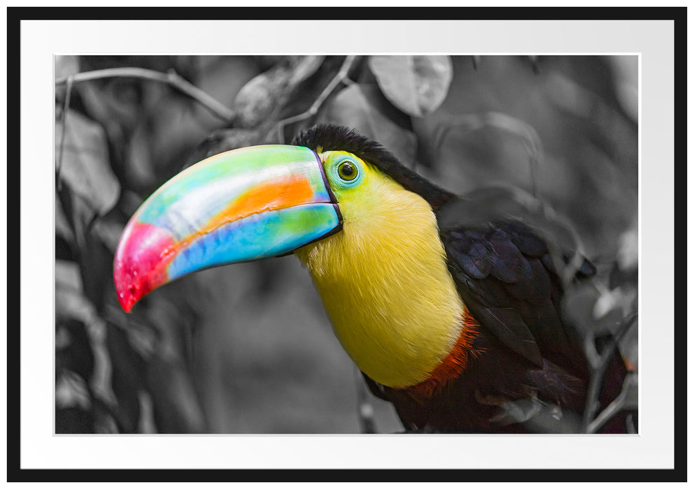 Pixxprint Fischertukan auf Ast, im Galerie-Passepartout Bilderrahmen