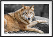 stolzer Wolf auf Stein Passepartout 100x70