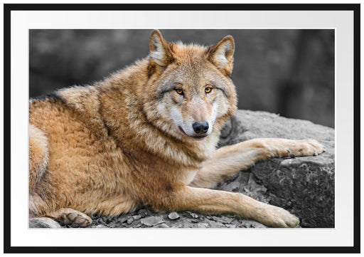 stolzer Wolf auf Stein Passepartout 100x70