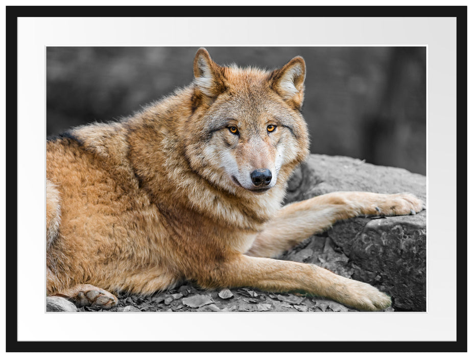 stolzer Wolf auf Stein Passepartout 80x60