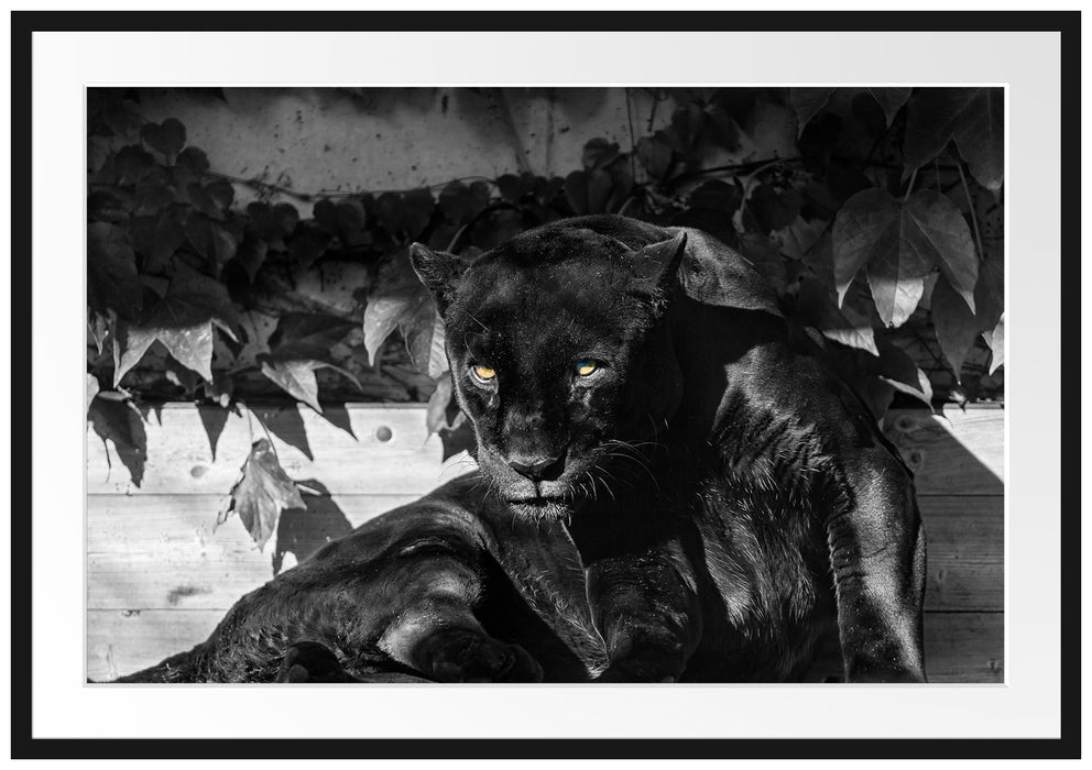 Pixxprint schwarzer Panther, im Galerie-Passepartout Bilderrahmen