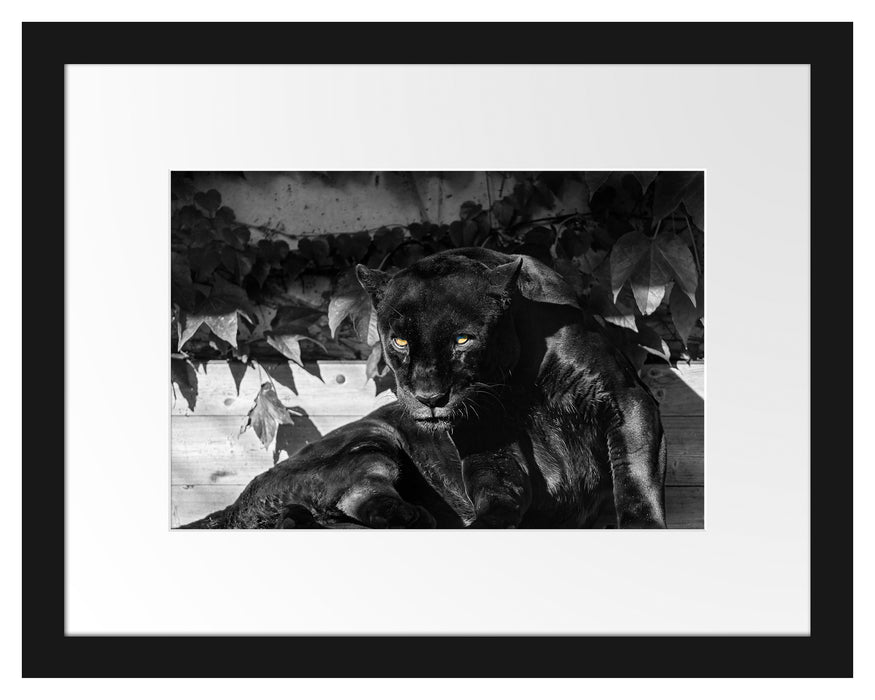 schwarzer Panther Passepartout 38x30