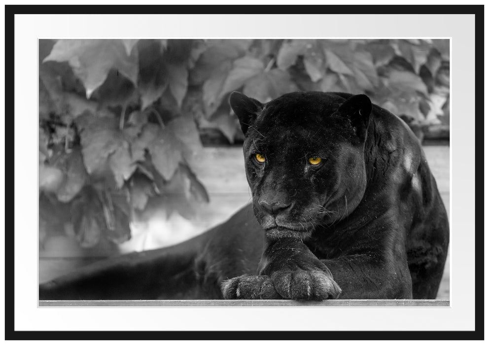 Pixxprint schöner schwarzer Panther, im Galerie-Passepartout Bilderrahmen