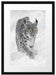 wunderschöner Luchs im Schnee Passepartout 55x40