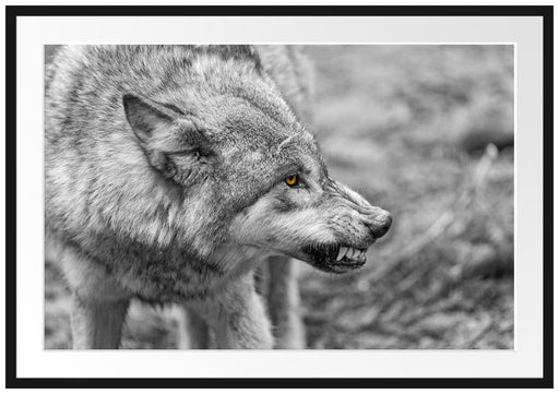 knurrender Wolf Passepartout 100x70