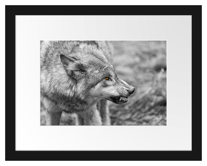 knurrender Wolf Passepartout 38x30