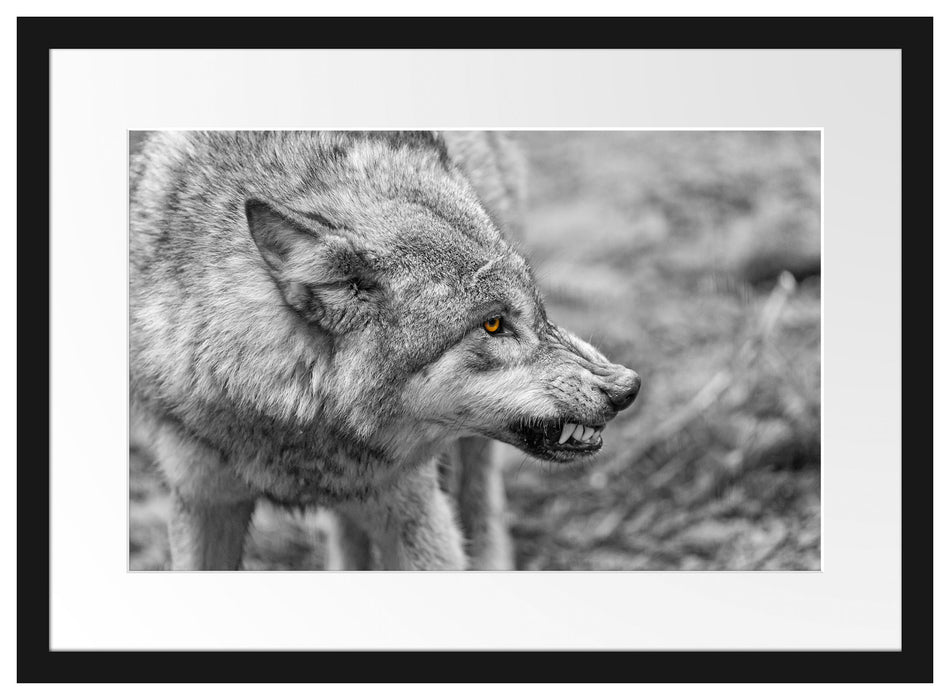 knurrender Wolf Passepartout 55x40