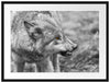 knurrender Wolf Passepartout 80x60