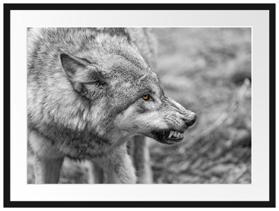 knurrender Wolf Passepartout 80x60