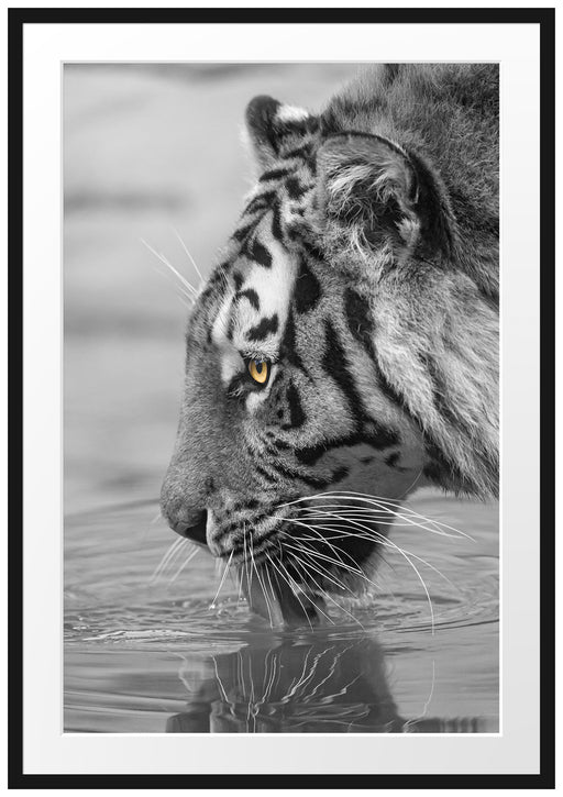 majestätischer Tiger am Wasserloch Passepartout 100x70