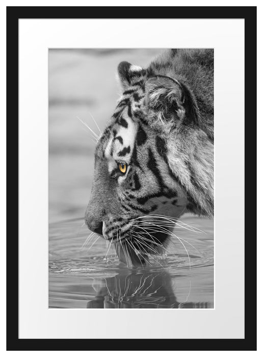 majestätischer Tiger am Wasserloch Passepartout 55x40