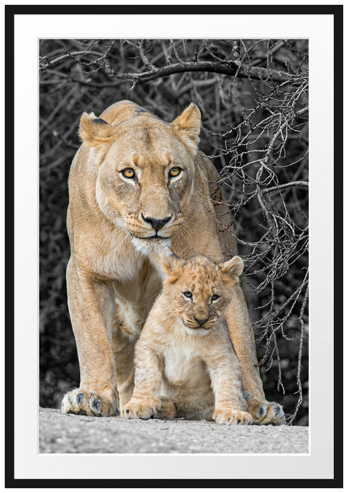 Pixxprint schöne Löwin mit süßem Jungtier, im Galerie-Passepartout Bilderrahmen