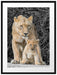 schöne Löwin mit süßem Jungtier Passepartout 80x60