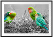 kleine süße Papageien im Nest Passepartout 100x70