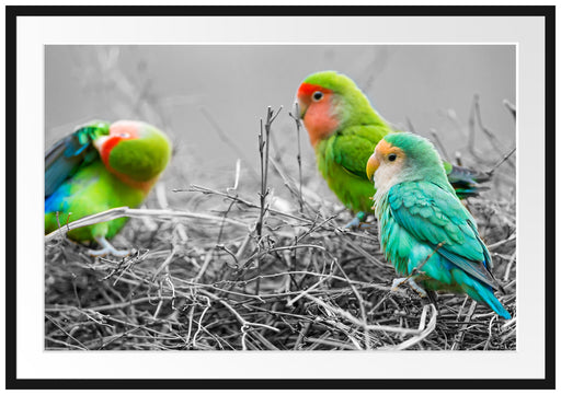 kleine süße Papageien im Nest Passepartout 100x70