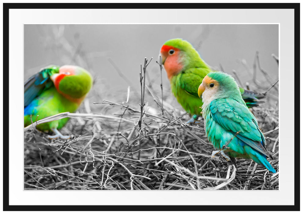 kleine süße Papageien im Nest Passepartout 100x70