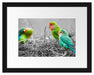 kleine süße Papageien im Nest Passepartout 38x30