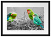 kleine süße Papageien im Nest Passepartout 55x40
