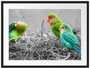 kleine süße Papageien im Nest Passepartout 80x60
