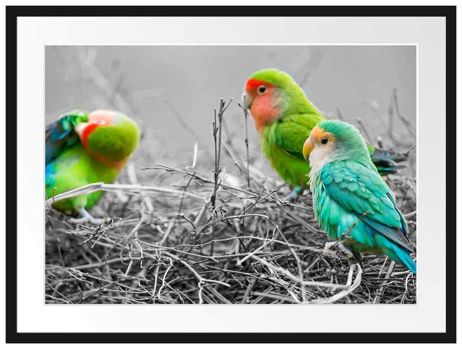 kleine süße Papageien im Nest Passepartout 80x60
