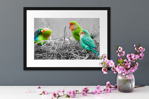 kleine süße Papageien im Nest Passepartout Wohnzimmer