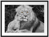 schöner Löwe mit Jungtier Passepartout 80x60