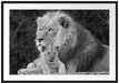Löwe kuschelt mit kleinem Jungtier Passepartout 100x70
