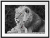 Löwe kuschelt mit kleinem Jungtier Passepartout 80x60