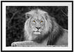 majestätischer Löwe auf Stein Passepartout 100x70