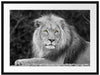 majestätischer Löwe auf Stein Passepartout 80x60