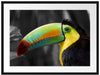 schöner stolzer Tukan Passepartout 80x60