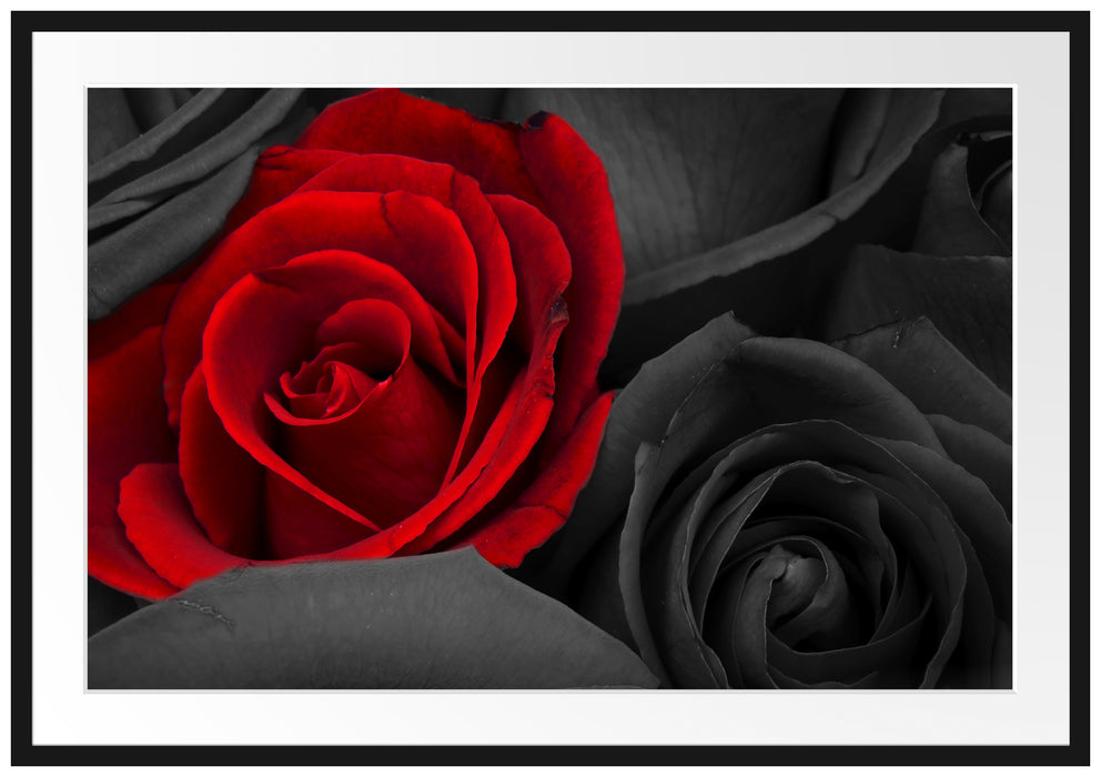 romantische rote Rosen Passepartout 100x70