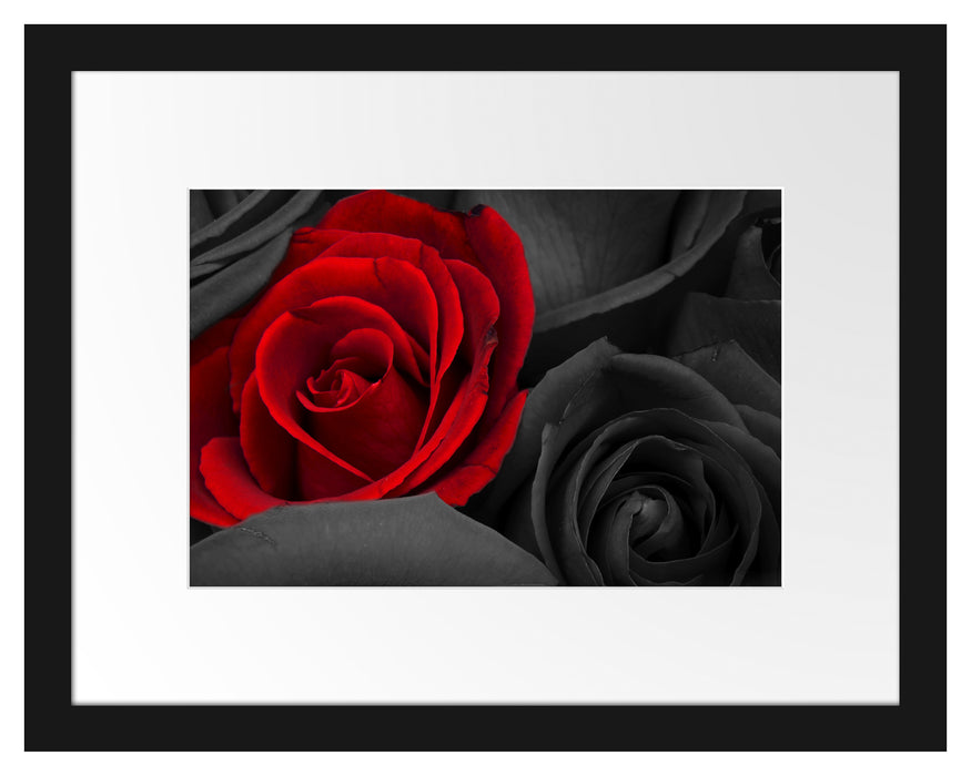 romantische rote Rosen Passepartout 38x30