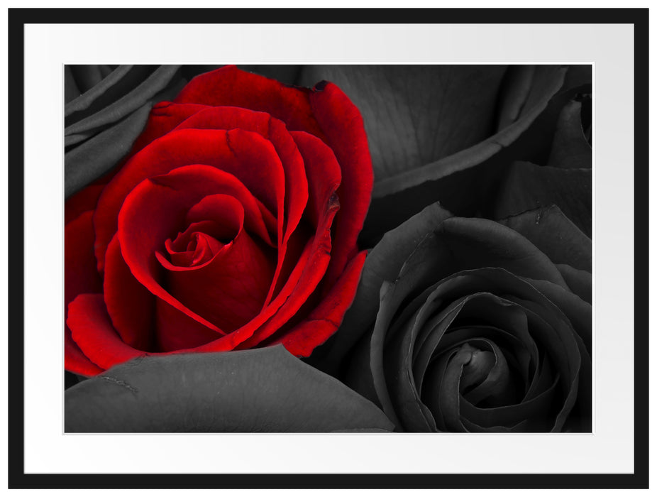 romantische rote Rosen Passepartout 80x60