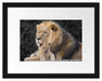 Löwe kuschelt mit kleinem Jungtier Passepartout 38x30
