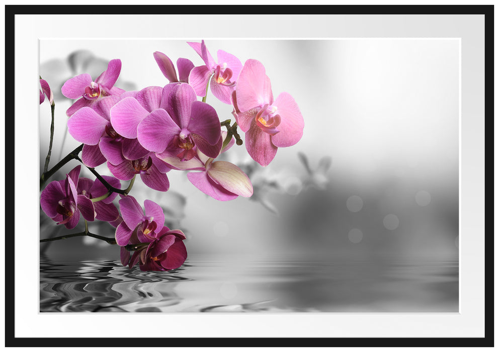 Pixxprint Orchideenblüten über Wasser, im Galerie-Passepartout Bilderrahmen
