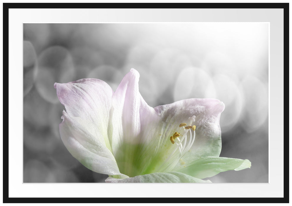 Pixxprint wunderschöne Lilie, im Galerie-Passepartout Bilderrahmen
